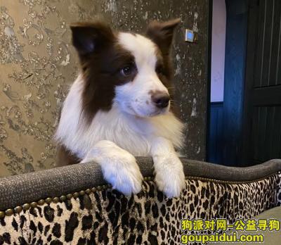 四川省成都市都江堰市《有偿寻狗》—“边牧”，它是一只非常可爱的宠物狗狗，希望它早日回家，不要变成流浪狗。