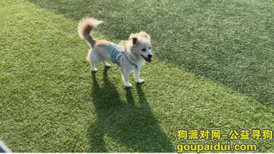 安徽省马鞍山市含山县《重金寻狗》—6000寻“串串犬 ”，它是一只非常可爱的宠物狗狗，希望它早日回家，不要变成流浪狗。