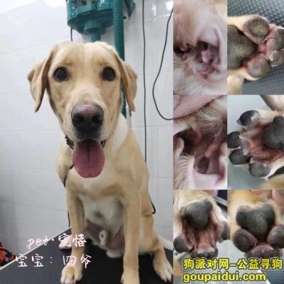 辽宁省沈阳市浑南区《重金寻狗》—“拉布拉多”，它是一只非常可爱的宠物狗狗，希望它早日回家，不要变成流浪狗。