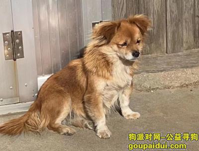 山东省东营市利津县《寻狗启事》—“杂交土狗”，它是一只非常可爱的宠物狗狗，希望它早日回家，不要变成流浪狗。