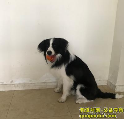 河北省秦皇岛市海港区《有偿寻狗》—1000寻“黑白边牧”，它是一只非常可爱的宠物狗狗，希望它早日回家，不要变成流浪狗。