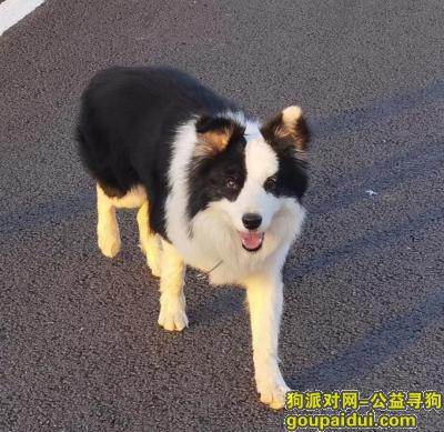 宁波寻狗启示，有偿寻找在奉化走失的黑白色三岁边牧，它是一只非常可爱的宠物狗狗，希望它早日回家，不要变成流浪狗。