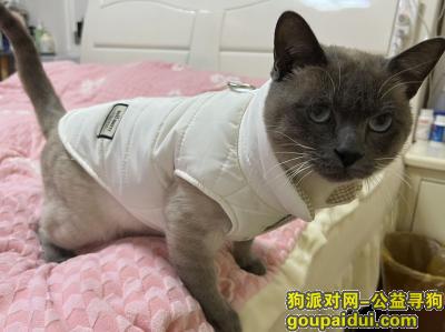江苏省南京市栖霞区《有偿寻猫》—“暹罗猫”，它是一只非常可爱的宠物狗狗，希望它早日回家，不要变成流浪狗。