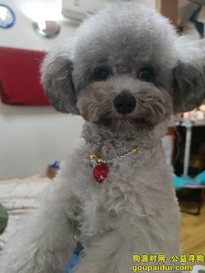 杭州寻狗，杭州市上城区庆春路文化用品市场附近丢失灰色共泰迪，它是一只非常可爱的宠物狗狗，希望它早日回家，不要变成流浪狗。