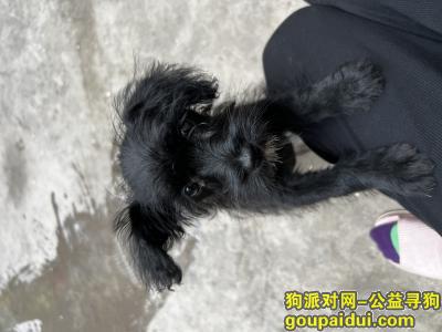 求收养非常可爱的黑色小狗，它是一只非常可爱的宠物狗狗，希望它早日回家，不要变成流浪狗。