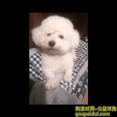 【曲靖找狗】，云南省曲靖市麒麟区《有偿寻狗》—“白色/比熊