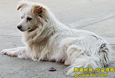 无锡寻狗网，江苏省无锡市锡山区《有偿寻狗》，它是一只非常可爱的宠物狗狗，希望它早日回家，不要变成流浪狗。