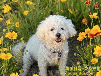 【昆明找狗】，云南省昆明市西山区《有偿寻狗》—“白色/比熊”，它是一只非常可爱的宠物狗狗，希望它早日回家，不要变成流浪狗。