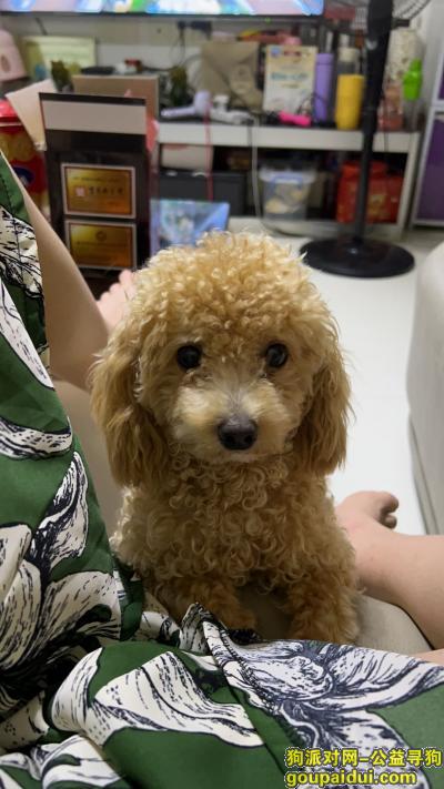 湛江找狗，广东省湛江市雷州市《有偿寻狗》——“泰迪犬”，它是一只非常可爱的宠物狗狗，希望它早日回家，不要变成流浪狗。