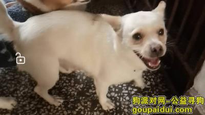 重庆找狗，重庆市沙坪坝区《有偿寻狗》——“奶白色/中华田园犬”，它是一只非常可爱的宠物狗狗，希望它早日回家，不要变成流浪狗。