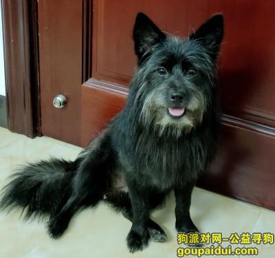 【东莞找狗】，虎门镇海运轩 这是我的电话13538664618，它是一只非常可爱的宠物狗狗，希望它早日回家，不要变成流浪狗。