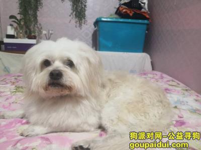 苏州寻狗启示，江苏省苏州市吴江区《寻狗启事》——“马尔济斯串”，它是一只非常可爱的宠物狗狗，希望它早日回家，不要变成流浪狗。
