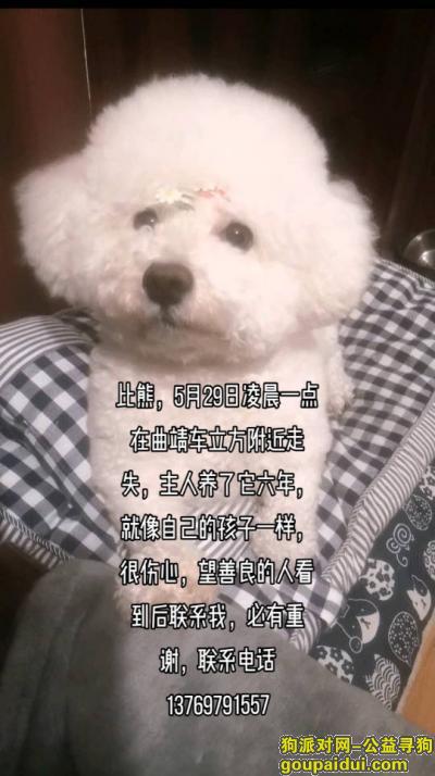 丢失比熊犬，云南省曲靖市麒麟区《有偿寻狗》——“比熊犬”，它是一只非常可爱的宠物狗狗，希望它早日回家，不要变成流浪狗。