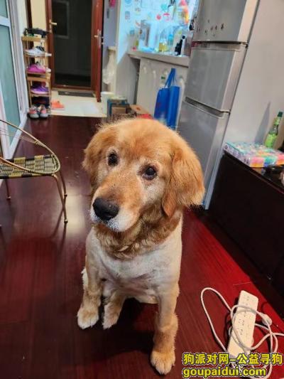 绥中县佳兆业12号楼附近捡到一只金毛，，它是一只非常可爱的宠物狗狗，希望它早日回家，不要变成流浪狗。