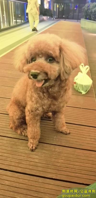 杭州找狗，浙江省杭州市上城区《有偿寻狗》——“红棕色/泰迪”，它是一只非常可爱的宠物狗狗，希望它早日回家，不要变成流浪狗。