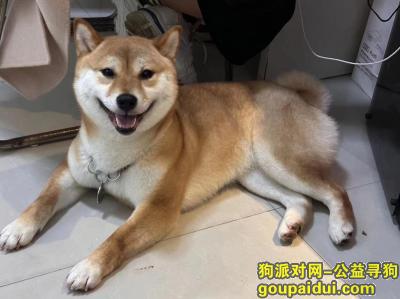 捡到柴犬，贵州省贵阳市观山湖区《有偿寻狗》——“柴犬”，它是一只非常可爱的宠物狗狗，希望它早日回家，不要变成流浪狗。