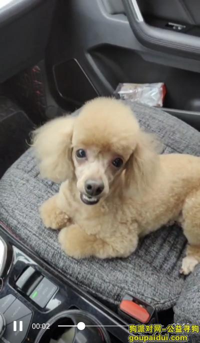 捡到泰迪犬，河北省石家庄市新华区《重金寻狗》——3000寻“泰迪犬”，它是一只非常可爱的宠物狗狗，希望它早日回家，不要变成流浪狗。