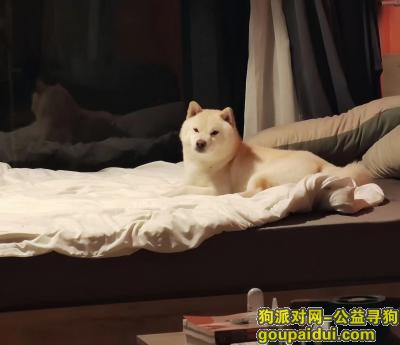 北京找狗，北京市朝阳区《重金寻狗》——5000寻“白色/柴犬”，它是一只非常可爱的宠物狗狗，希望它早日回家，不要变成流浪狗。