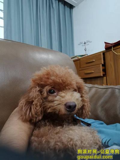 寻找泰迪犬，广东省中山市《有偿寻狗》——“泰迪犬”，它是一只非常可爱的宠物狗狗，希望它早日回家，不要变成流浪狗。