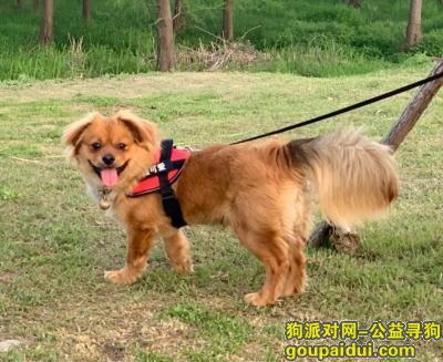 合肥找狗，安徽省合肥市肥东县《万元寻狗》——“田园犬”，它是一只非常可爱的宠物狗狗，希望它早日回家，不要变成流浪狗。