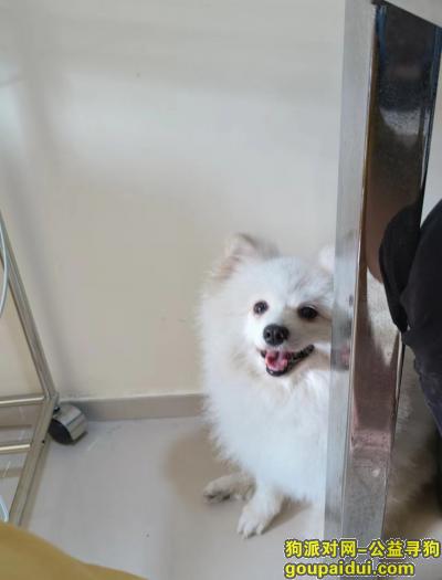 茂名找狗，广东省茂名市高州市《有偿寻狗》——“白色/博美”，它是一只非常可爱的宠物狗狗，希望它早日回家，不要变成流浪狗。