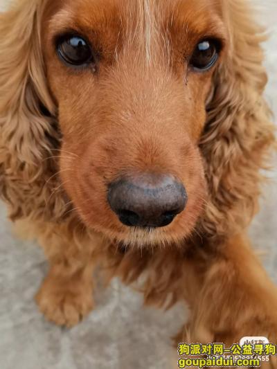 寻找可卡犬，四川省南充市高坪区《有偿寻狗》——1000寻“英国可卡犬”，它是一只非常可爱的宠物狗狗，希望它早日回家，不要变成流浪狗。