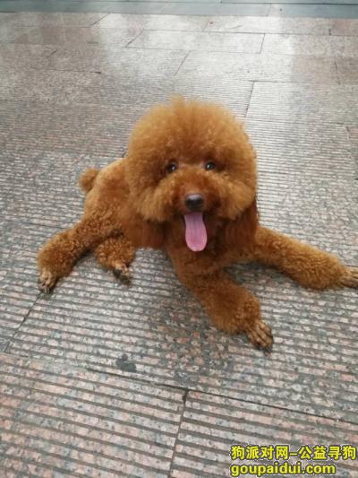 捡到泰迪，重庆市铜梁区《有偿寻狗》——1000寻“泰迪犬”，它是一只非常可爱的宠物狗狗，希望它早日回家，不要变成流浪狗。