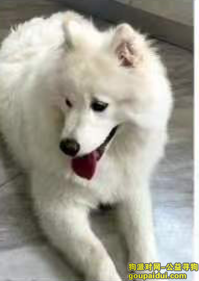 【吕梁找狗】，山西省吕梁市汾阳市《千元寻狗》——5000寻“萨摩耶”，它是一只非常可爱的宠物狗狗，希望它早日回家，不要变成流浪狗。