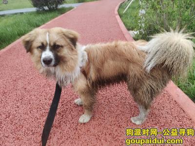 西宁寻狗启示，青海省西宁市湟中区《有偿寻狗》，它是一只非常可爱的宠物狗狗，希望它早日回家，不要变成流浪狗。