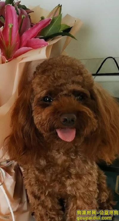 寻找泰迪犬，天津市南开区《重金寻狗》——5000寻“棕色/泰迪”，它是一只非常可爱的宠物狗狗，希望它早日回家，不要变成流浪狗。