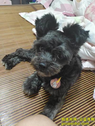 晋城寻狗启示，山西省晋城市《有偿寻狗》——“泰迪犬”，它是一只非常可爱的宠物狗狗，希望它早日回家，不要变成流浪狗。
