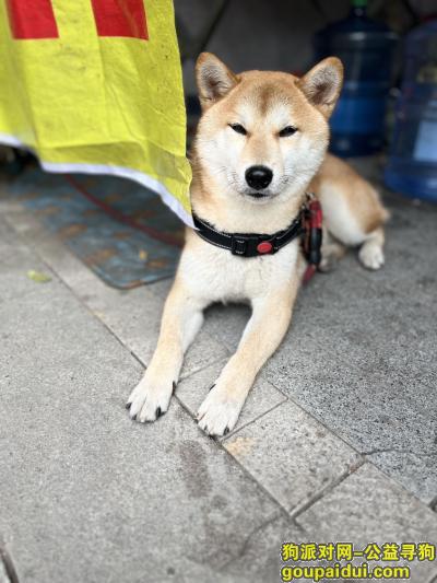 【成都找狗】，四川省成都市简阳市《有偿寻狗》——”赤色柴犬“，它是一只非常可爱的宠物狗狗，希望它早日回家，不要变成流浪狗。