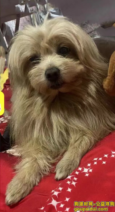 福州找狗，福建省福州市仓山区《有偿寻狗》——”黄色小型犬“，它是一只非常可爱的宠物狗狗，希望它早日回家，不要变成流浪狗。