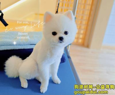 捡到博美，北京市房山区《重金寻狗》——“白色/博美犬”，它是一只非常可爱的宠物狗狗，希望它早日回家，不要变成流浪狗。