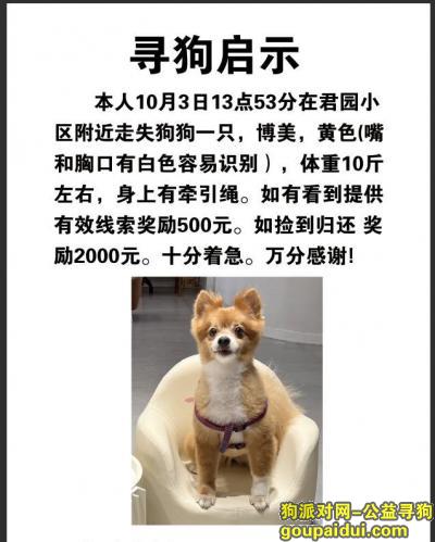 寻找博美，江苏省南京市建邺区《有偿寻狗》——2000寻“博美串串”，它是一只非常可爱的宠物狗狗，希望它早日回家，不要变成流浪狗。
