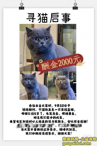 上海寻狗网，上海市普陀区《有偿寻猫》——2000寻“蓝猫英短”，它是一只非常可爱的宠物狗狗，希望它早日回家，不要变成流浪狗。