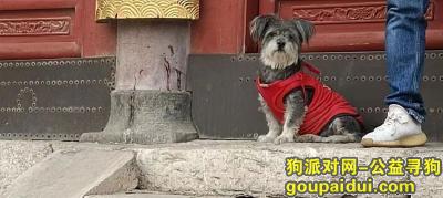 天津找狗，天津市河北区《重金寻狗》——5000寻“雪纳瑞”，它是一只非常可爱的宠物狗狗，希望它早日回家，不要变成流浪狗。