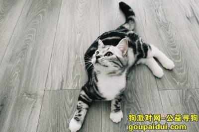 【重庆找狗】，重庆市黔江区《有偿寻猫》——“美短猫”，它是一只非常可爱的宠物狗狗，希望它早日回家，不要变成流浪狗。