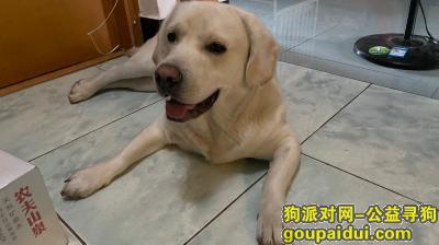 宜宾寻狗网，四川省宜宾市叙州区《有偿寻狗》——“拉布拉多”，它是一只非常可爱的宠物狗狗，希望它早日回家，不要变成流浪狗。