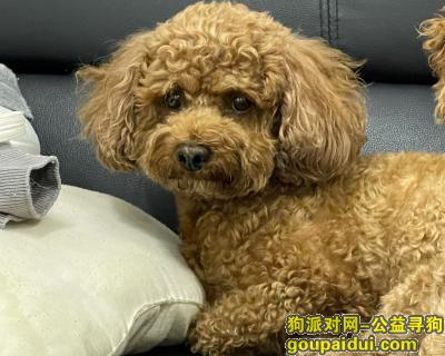 寻找泰迪犬，北京市怀柔区《有偿寻狗》——“泰迪犬”，它是一只非常可爱的宠物狗狗，希望它早日回家，不要变成流浪狗。