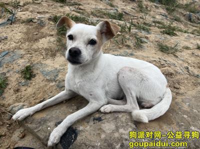 北京寻狗网，北京市昌平区《重金寻狗》——5000寻“田园犬”，它是一只非常可爱的宠物狗狗，希望它早日回家，不要变成流浪狗。
