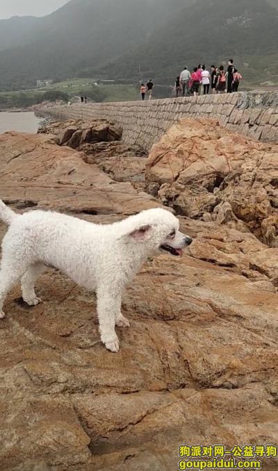上海找狗，上海市浦东新区《有偿寻狗》——2000寻“纯白色/比熊犬”，它是一只非常可爱的宠物狗狗，希望它早日回家，不要变成流浪狗。