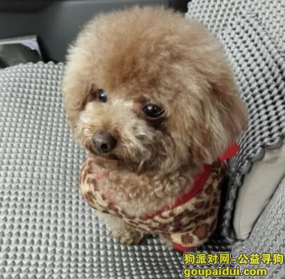 捡到泰迪，四川省成都市金牛区《有偿寻狗》——“老年泰迪犬”，它是一只非常可爱的宠物狗狗，希望它早日回家，不要变成流浪狗。