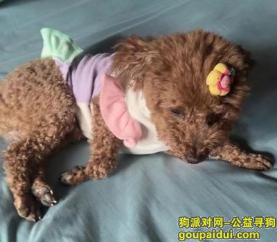 寻找泰迪，西藏自治区拉萨市城关区《重金寻狗》——“棕色/小泰迪”，它是一只非常可爱的宠物狗狗，希望它早日回家，不要变成流浪狗。