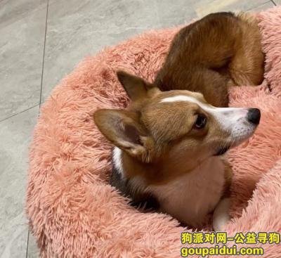 捡到柯基，湖北省宜昌市夷陵区《有偿寻狗》——“柯基犬”，它是一只非常可爱的宠物狗狗，希望它早日回家，不要变成流浪狗。
