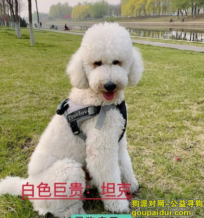 天津找狗，天津市津南区《有偿寻狗》——“白色/巨贵”，它是一只非常可爱的宠物狗狗，希望它早日回家，不要变成流浪狗。