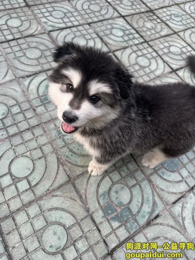丢失阿拉斯加，湖北省荆州市沙市区《重金寻狗》——1000寻“狼版阿拉斯加”，它是一只非常可爱的宠物狗狗，希望它早日回家，不要变成流浪狗。