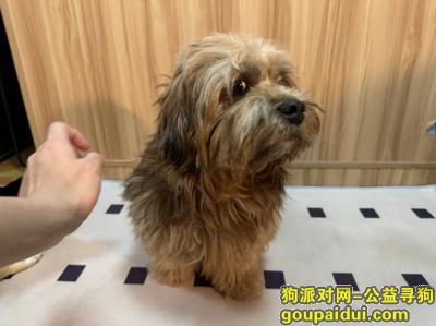 北京找狗，北京市海淀区《有偿寻狗》——“西施串儿”，它是一只非常可爱的宠物狗狗，希望它早日回家，不要变成流浪狗。