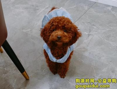 成都丢狗，四川省成都市双流区《有偿寻狗》——“红棕色/泰迪”，它是一只非常可爱的宠物狗狗，希望它早日回家，不要变成流浪狗。