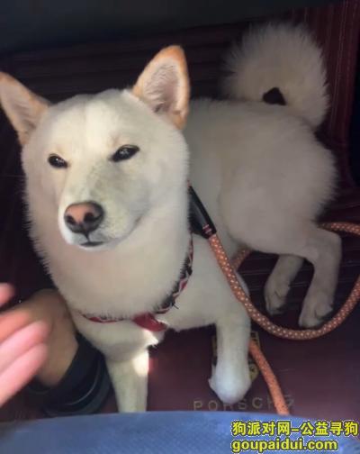 苏州找狗，江苏省苏州市姑苏区《有偿寻狗》——“白色/柴犬”，它是一只非常可爱的宠物狗狗，希望它早日回家，不要变成流浪狗。